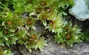 Attēlu rezultāti vaicājumam “Bryum capillare”