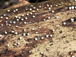 Attēlu rezultāti vaicājumam “Craterium minutum macro”