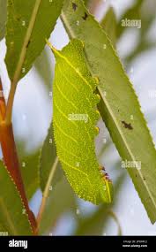 Attēlu rezultāti vaicājumam “Laothoe populi larva”
