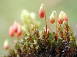 Attēlu rezultāti vaicājumam “Aloina rigida sporophyte”