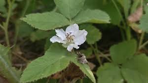 Attēlu rezultāti vaicājumam “Rubus caesius flower”