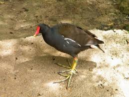 Image result for Gallinula chloropus