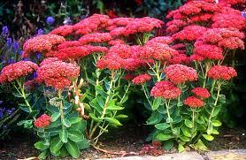 Attēlu rezultāti vaicājumam “Crassulaceae”