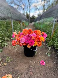 Attēlu rezultāti vaicājumam “Ranunculus brunnescens”