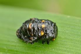 Attēlu rezultāti vaicājumam “Hippodamia tredecimpunctata”