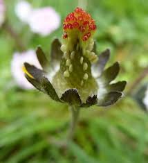 Attēlu rezultāti vaicājumam “Bellis perennis bud”