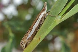 Attēlu rezultāti vaicājumam “Crambus hamella”