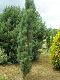 Attēlu rezultāti vaicājumam “Pinus sylvestris var. borussica”