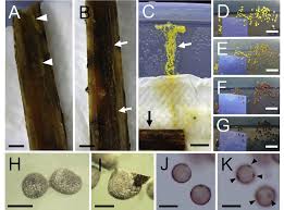 Attēlu rezultāti vaicājumam “Trichia alpina sessile”
