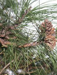 Attēlu rezultāti vaicājumam “Pinus nigra fruit”