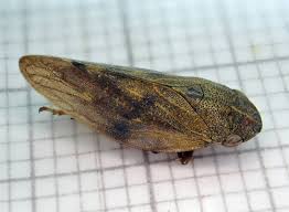 Attēlu rezultāti vaicājumam “Aphrophora salicina”