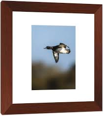 Attēlu rezultāti vaicājumam “Aythya fuligula male”