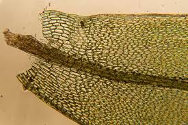 Attēlu rezultāti vaicājumam “Bryum caespiticium”