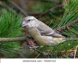 Attēlu rezultāti vaicājumam “Loxia pytyopsittacus”