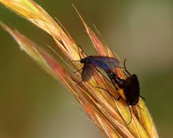 Attēlu rezultāti vaicājumam “Sciara analis”