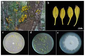 Attēlu rezultāti vaicājumam “Chrysotoxum sp.”