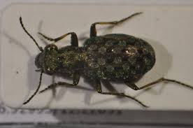 Attēlu rezultāti vaicājumam “Elaphrus cupreus”