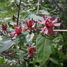 Attēlu rezultāti vaicājumam “Calycanthus floridus”