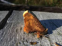 Attēlu rezultāti vaicājumam “Inonotus radiatus”