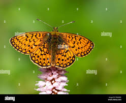 Attēlu rezultāti vaicājumam “Boloria eunomia”