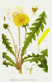 Attēlu rezultāti vaicājumam “Taraxacum officinale aggr.”