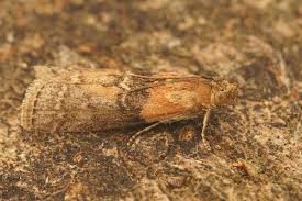 Attēlu rezultāti vaicājumam “Sciota adelphella”