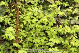 Attēlu rezultāti vaicājumam “Symphoricarpos x chenaultii”