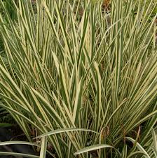 Attēlu rezultāti vaicājumam “Acorus calamus”