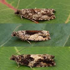 Attēlu rezultāti vaicājumam “Epinotia immundana”