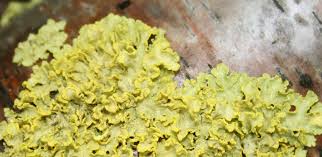 Attēlu rezultāti vaicājumam “Microcalicium disseminatum”