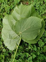 Attēlu rezultāti vaicājumam “Tilia x moltkei leaf”