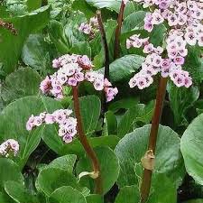 Attēlu rezultāti vaicājumam “Bergenia crassifolia flower”