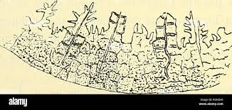 Attēlu rezultāti vaicājumam “Orthotrichum affine var. affine sporophyte”
