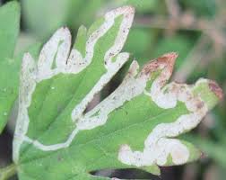 Attēlu rezultāti vaicājumam “Phytomyza ranunculi”