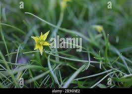 Attēlu rezultāti vaicājumam “Gagea lutea leaf”