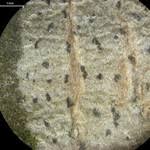 Attēlu rezultāti vaicājumam “Arthonia leucopellaea”