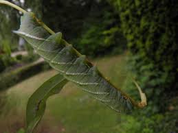 Attēlu rezultāti vaicājumam “Smerinthus ocellata”