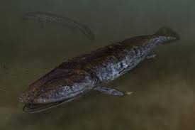 Attēlu rezultāti vaicājumam “Laccognathus panderi”