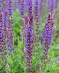 Attēlu rezultāti vaicājumam “Salvia nemorosa leaf”