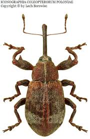 Attēlu rezultāti vaicājumam “Anthonomus phyllocola”