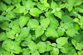 Attēlu rezultāti vaicājumam “Circaea lutetiana”