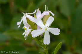 Attēlu rezultāti vaicājumam “Saponaria officinalis”