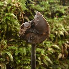 Attēlu rezultāti vaicājumam “Helvella atra”