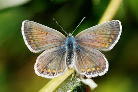 Attēlu rezultāti vaicājumam “Polyommatus icarus female”