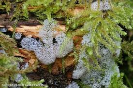 Attēlu rezultāti vaicājumam “Ceratiomyxa porioides spores”