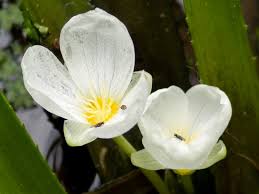 Attēlu rezultāti vaicājumam “Stratiotes aloides flower”