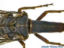 Attēlu rezultāti vaicājumam “Raphidioptera”