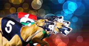 Image result for Reading Greyhound Track