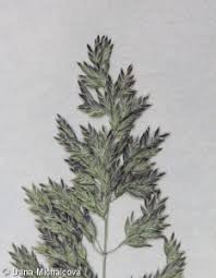 Attēlu rezultāti vaicājumam “Poa angustifolia fruit”