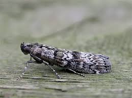 Attēlu rezultāti vaicājumam “Dioryctria abietella”